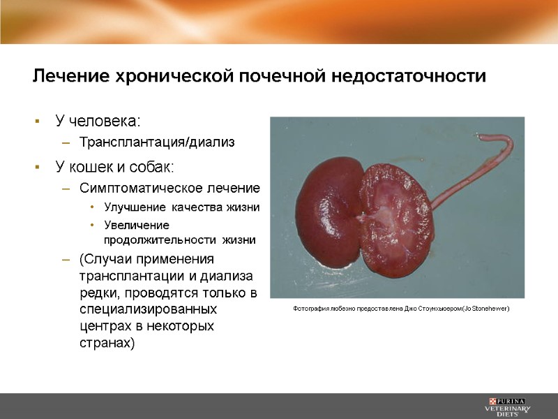 Лечение хронической почечной недостаточности У человека: Трансплантация/диализ У кошек и собак: Симптоматическое лечение Улучшение